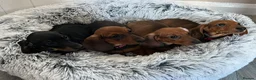 Miniature Dachshund dogs for sale: Miniature dachshund puppies - Advert 32