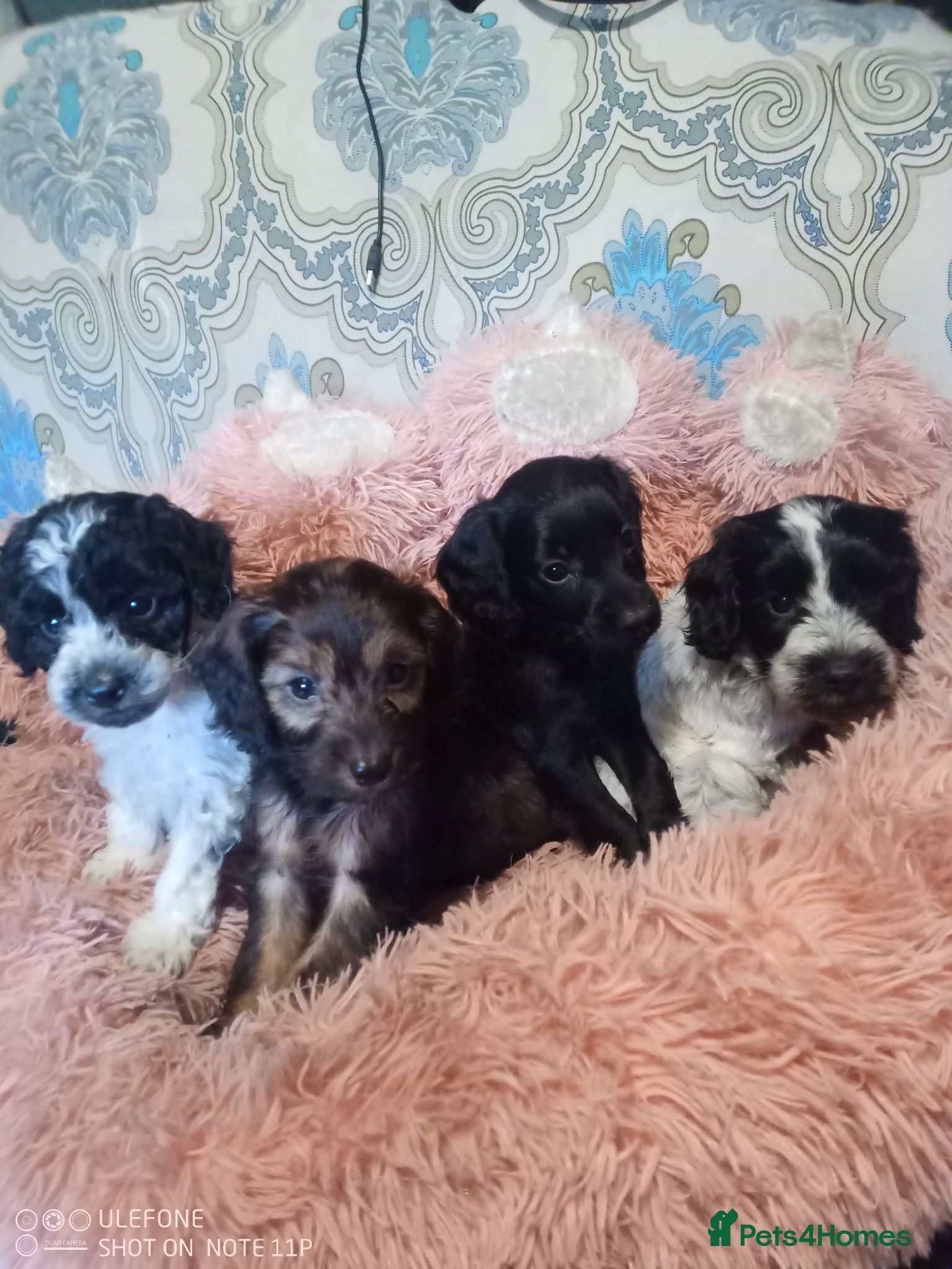 Cockapoo dogs  Cockapoo puppies 1 boy 4 girls - Advert 2