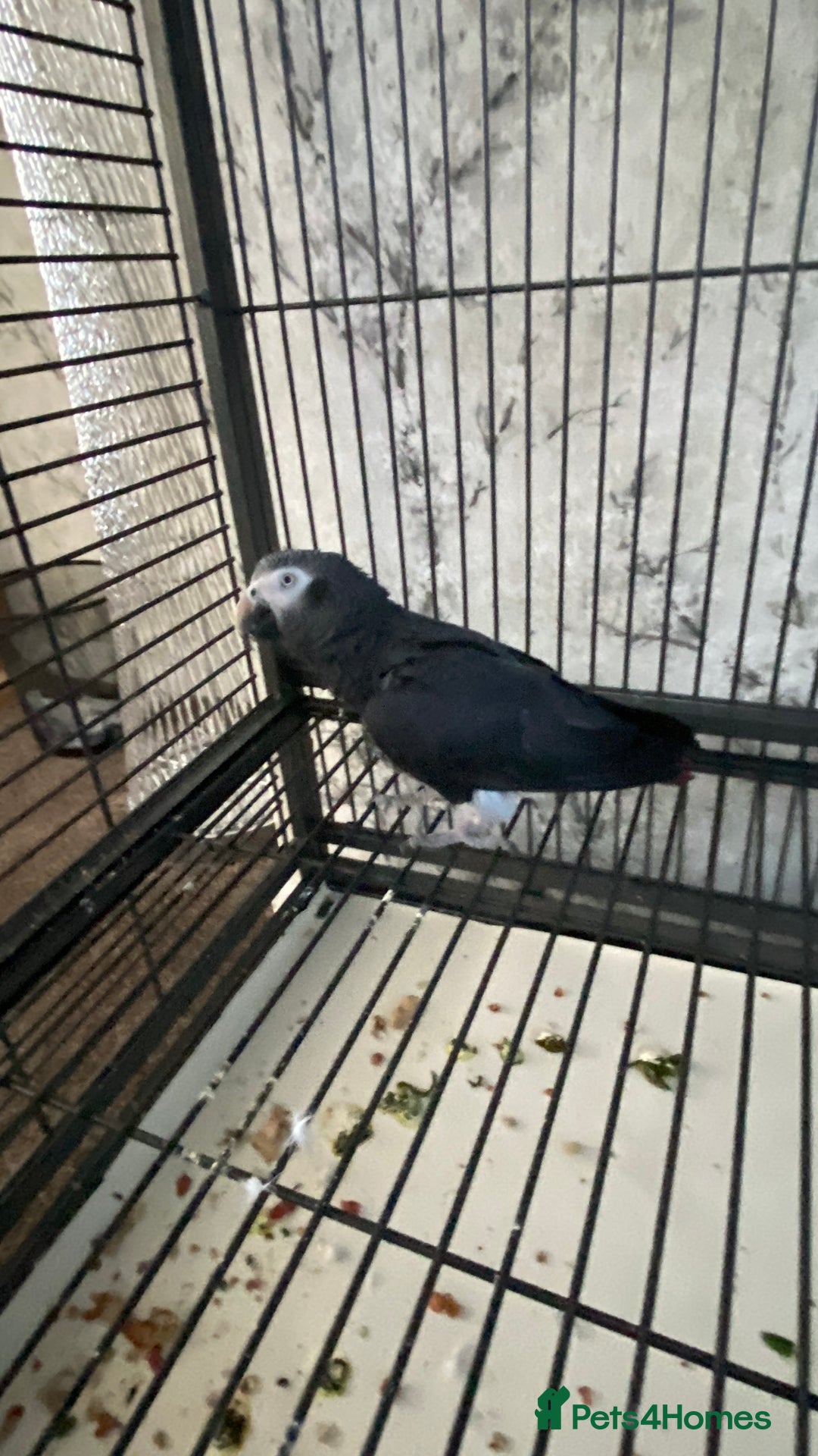 Parrots birds for sale: African Gray Parrot For Sale  - Image 1
