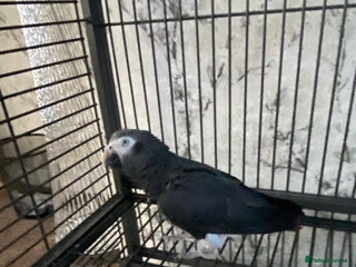 Parrots birds - Advert 1