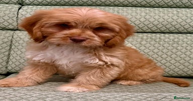 Cavapoo dogs - Advert 14