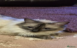 Ragdoll cats for sale: Ragdoll Kittens - Image 4