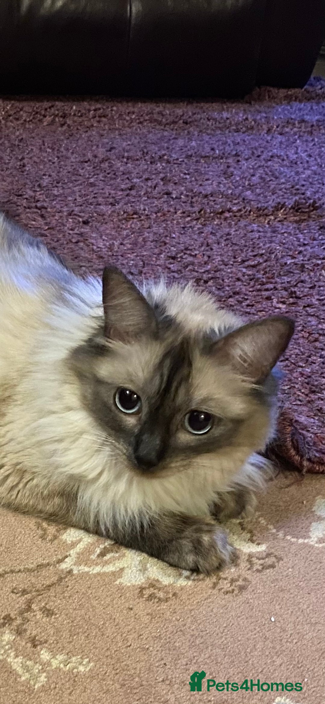 Ragdoll cats for sale: Ragdoll Kittens - Image 4