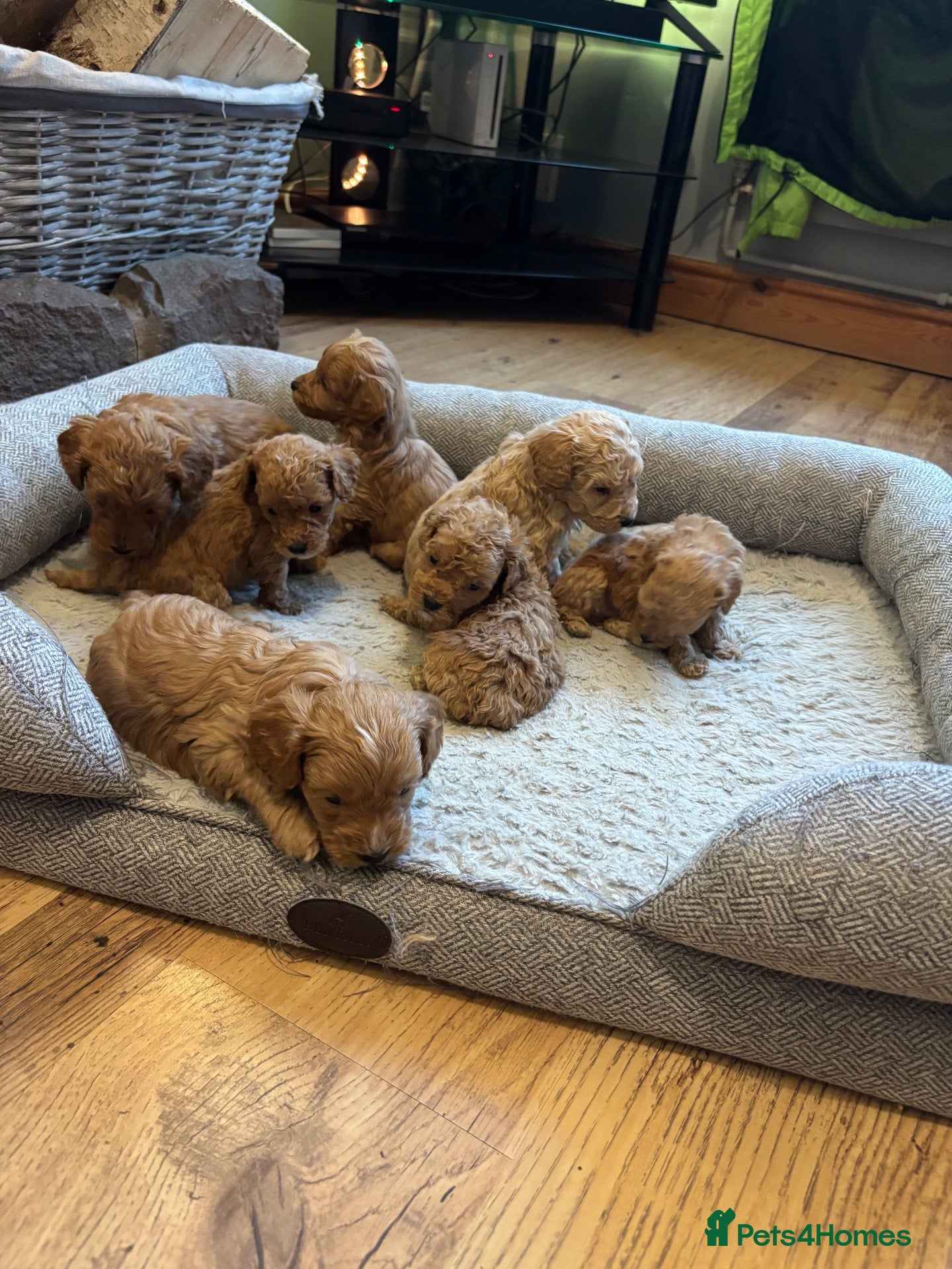 Cockapoo dogs for sale: Beautiful F1B toy poodle Cockapoo puppies  - Advert 1
