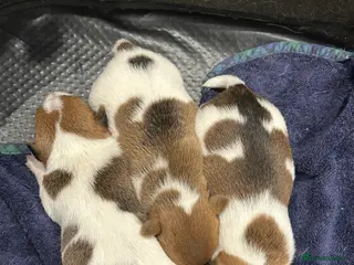 Jack Russell dogs Three beautiful Jack Russell boys for sale - Advert 2