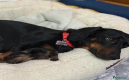 Miniature Dachshund dogs for sale: Puppy  - Advert 7