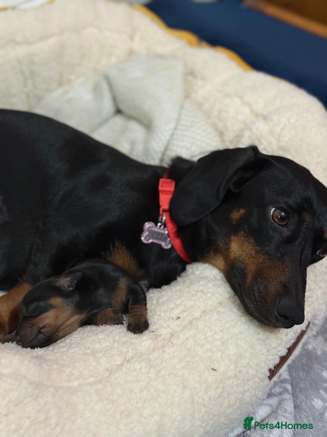 Miniature Dachshund dogs for sale: Puppy  - Advert 7