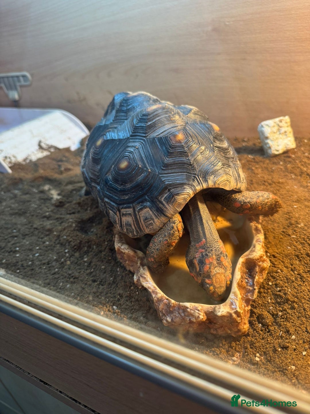 Tortoise reptiles for sale: Sulcata and Red Food Tortoise  - Advert 11