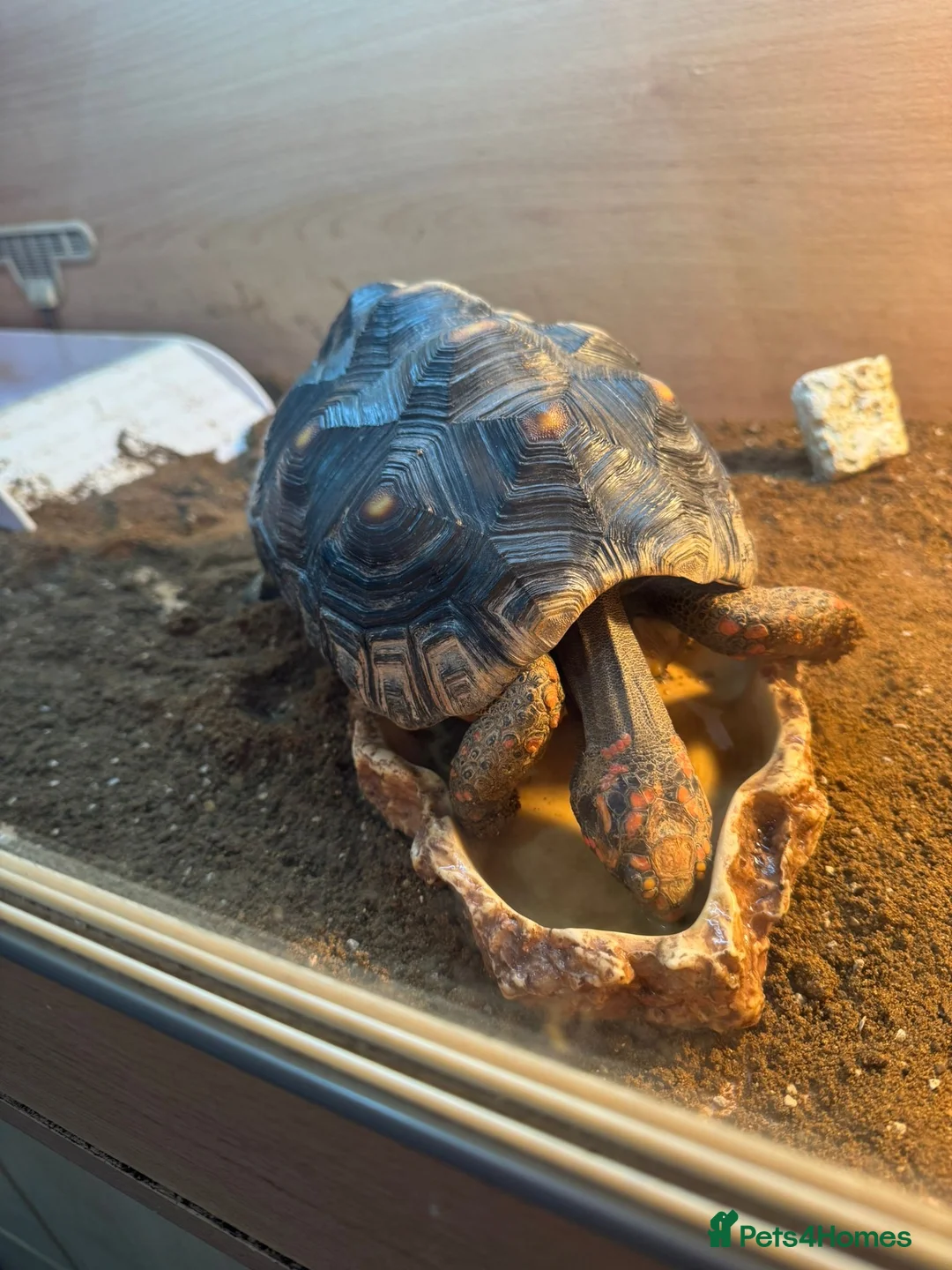 Tortoise reptiles for sale: Sulcata and Red Food Tortoise  - Advert 11
