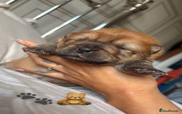 Chow Chow dogs for sale: 🐾TOP QUALITY CHOW CHOWS🐾 - Image 4