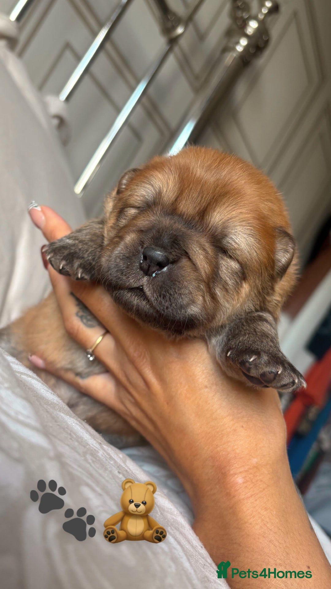 Chow Chow dogs for sale: 🐾TOP QUALITY CHOW CHOWS🐾 - Image 4