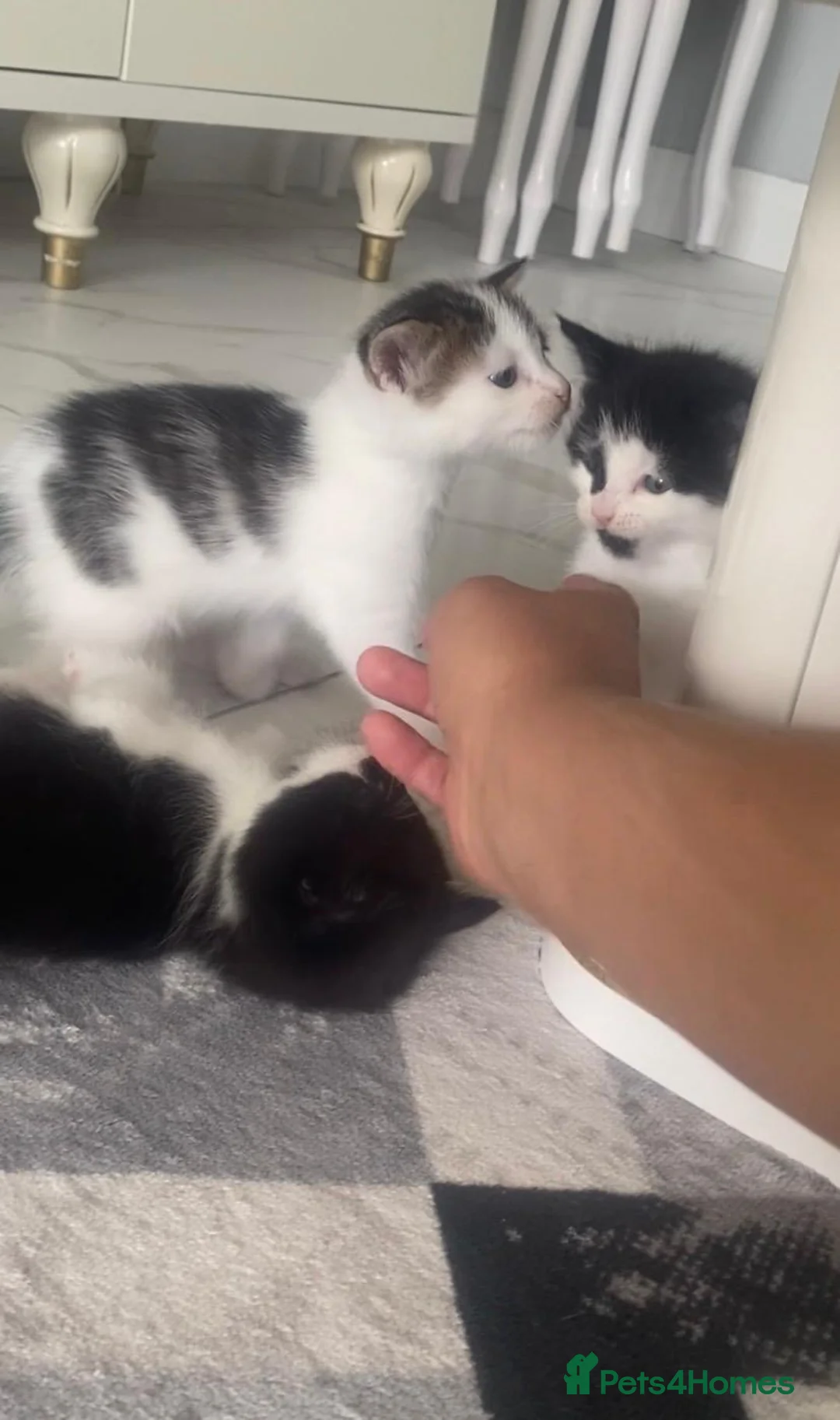 Mixed Breed cats for sale: Adorable kittens - Advert 9