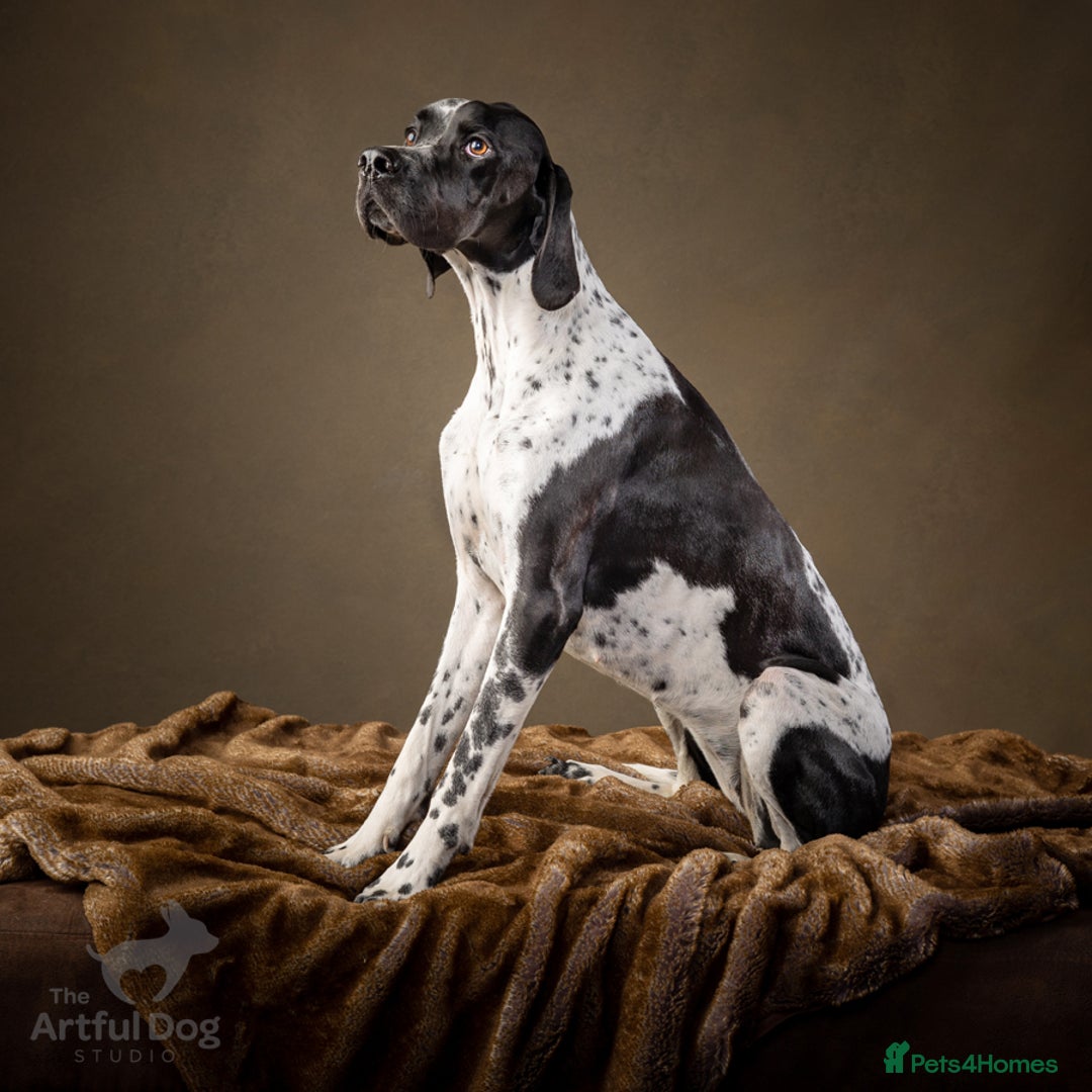 Pointer dogs for sale: English Pointer Puppies available 8th January  - Advert 1