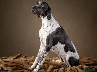 Pointer dogs English Pointer Puppies available 8th January - Advert 1