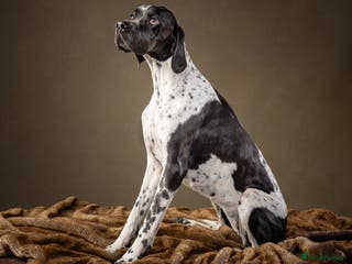 Pointer dogs English Pointer Puppies available 8th January - Advert 9