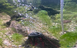 Gouramis fish for sale: 5 beautiful paradise fish and 1 pearl gourami - Image 5