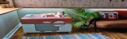 British Shorthair cats for sale: British Shorthairs - Raised with Love and Care ❤️ - Advert 13