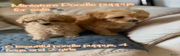 Miniature Poodle dogs for sale: Minature Poodle puppys!🐶🐾 - Advert 1
