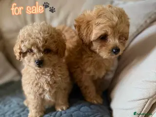 Miniature Poodle dogs Minature Poodle puppys!🐶🐾 - Advert 5