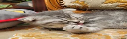 British Shorthair cats for sale:  Blue Snow Leopards looking for forever family in Croydon - Advert 11