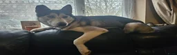Shepsky dogs for sale: 6 Beautiful Shepsky puppies in Derby - Advert 1