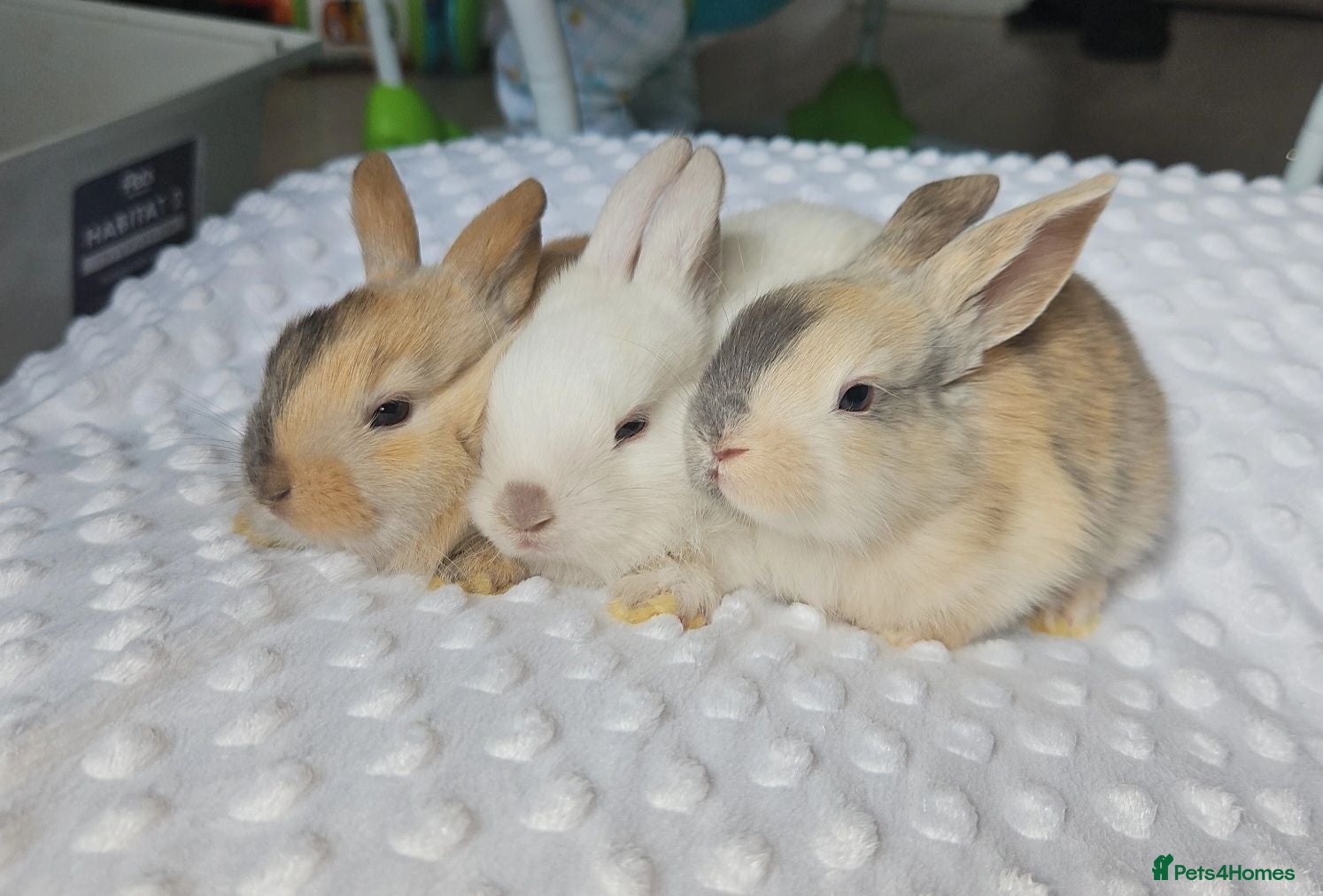 Mini Lop rabbits Beautiful mini lop bunnies - Advert 1