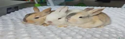 Mini Lop rabbits for sale: Beautiful mini lop bunnies - Advert 1