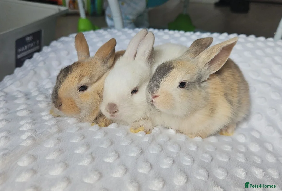 Mini Lop rabbits for sale: Beautiful mini lop bunnies - Advert 1