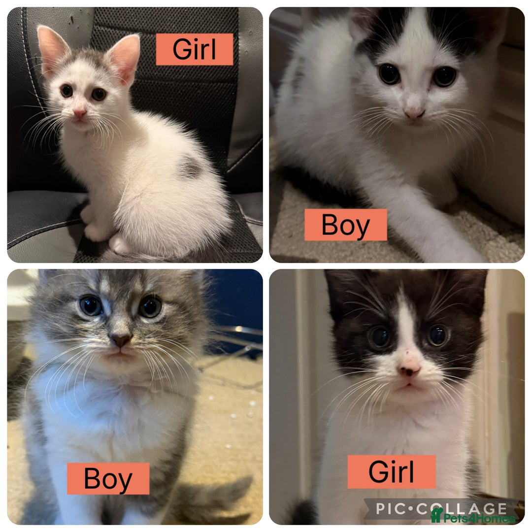 Mixed Breed cats for sale: Kittens - Advert 1