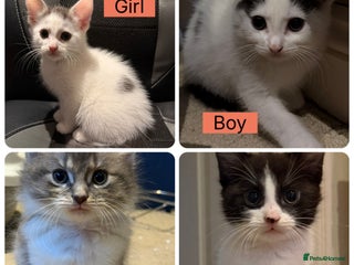 Mixed Breed cats Kittens - Advert 2