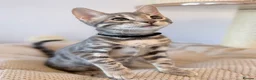 Bengal cats for sale: Exceptional Bengal Kittens Ready Now  - Advert 9