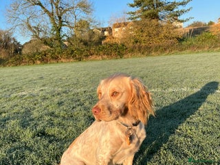 Sprocker dogs in Wells - Advert 1