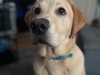 Labrador Retriever dogs Excellent labrador retriever - Advert 1