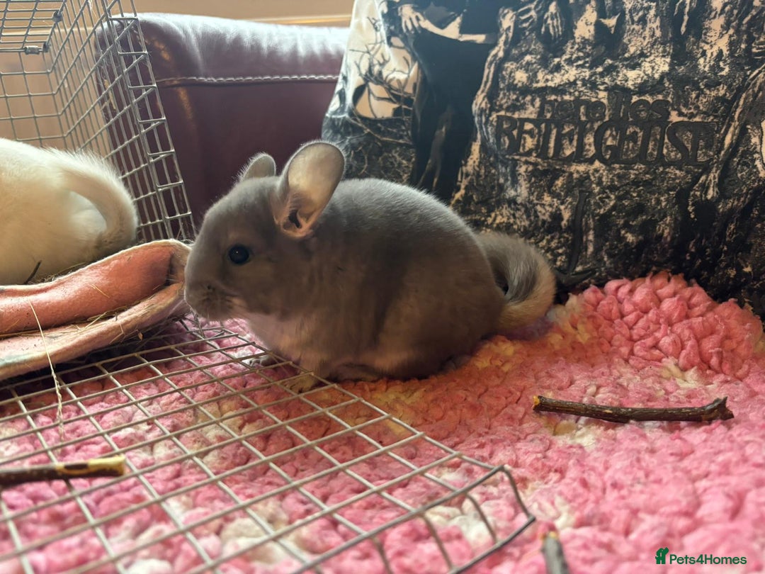 Chinchilla rodents for sale: Chinchilla babies - Image 6