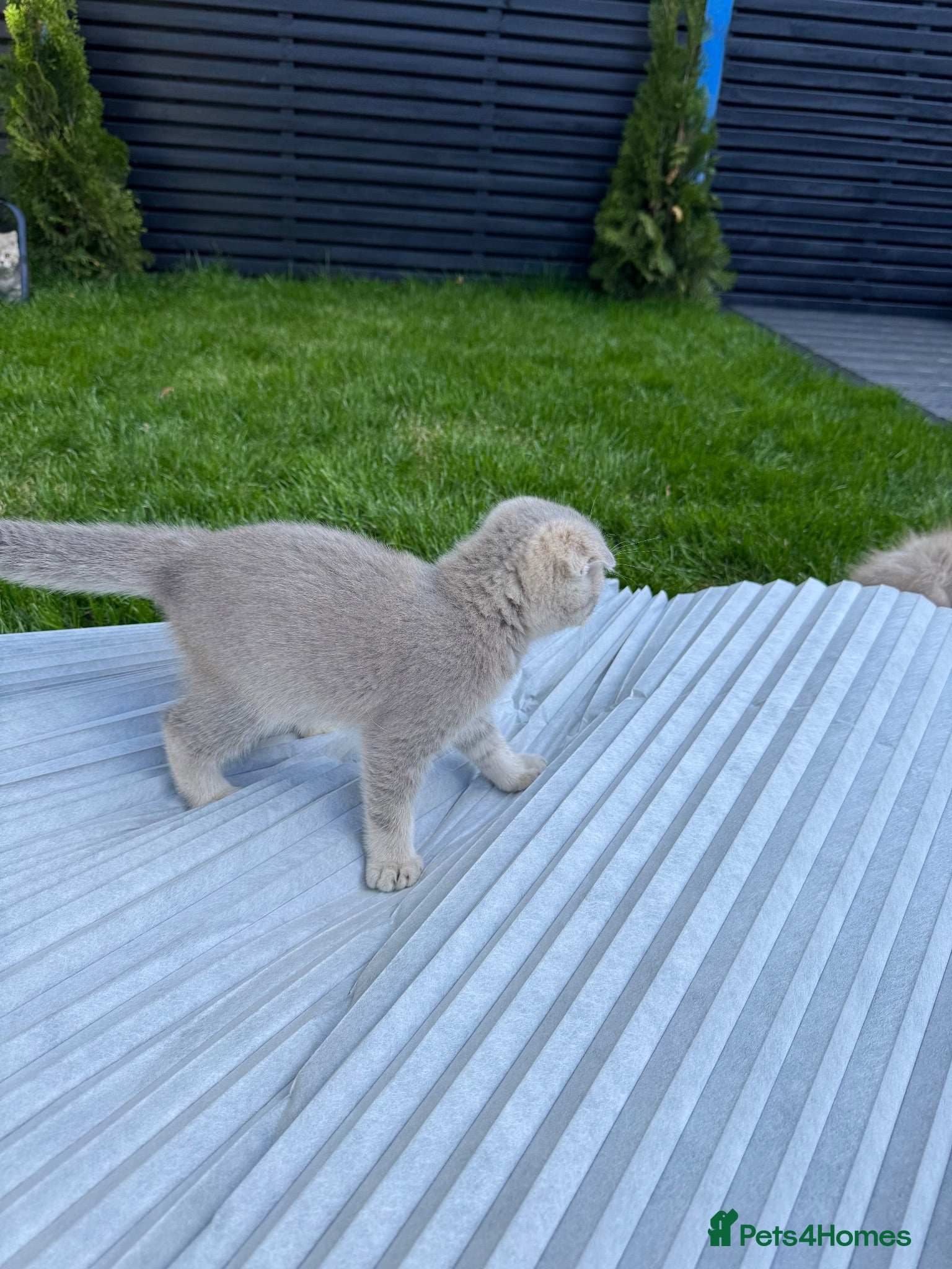 Scottish Fold cats Full pedigree Scottish fold kittens - Advert 2