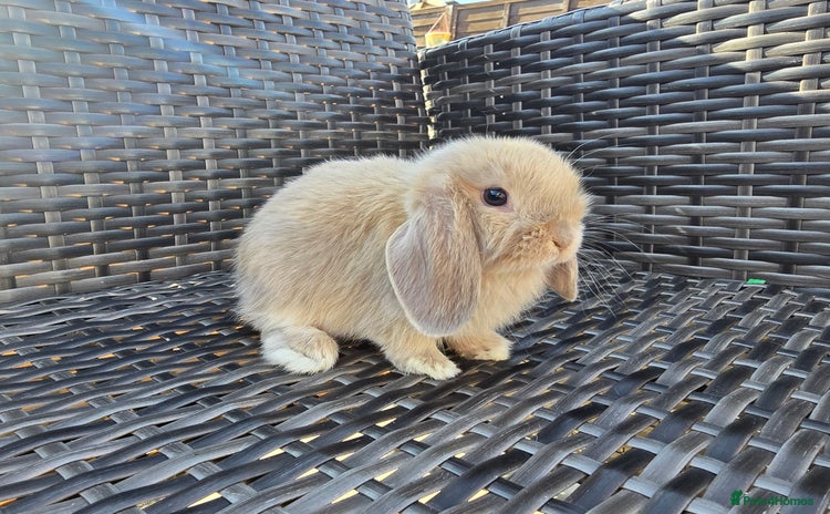 Mini Lop rabbits - Advert 1