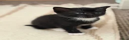 Mixed Breed cats for sale: Kittens Looking for Their Forever Homes!  - Advert 27