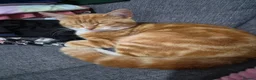 Mixed Breed cats for sale: 2 beautiful cats for rehoming  - Advert 3