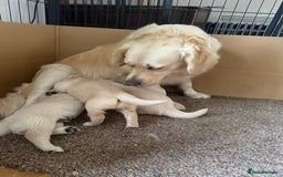 Golden Retriever dogs for sale: Chunky Kc cream golden retriever boys available  - Image 11