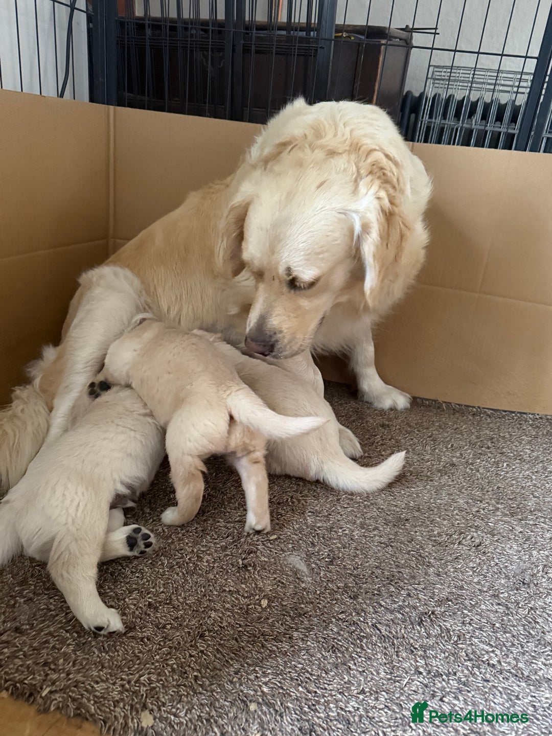 Golden Retriever dogs for sale: Chunky Kc cream golden retriever boys available  - Image 11