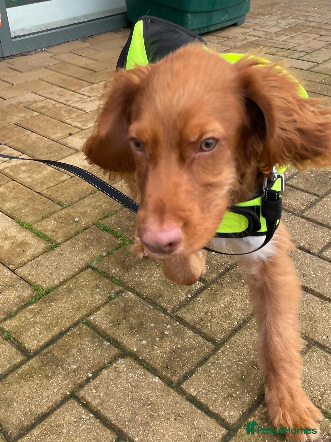 Cocker Spaniel dogs for sale: English cocker spaniel for sale  - Advert 3