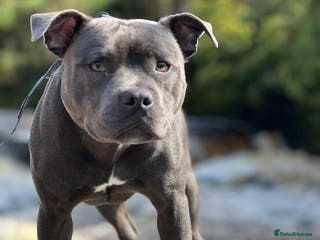Staffordshire Bull Terrier dogs Blue Staffy 3 Years Old - Advert 5