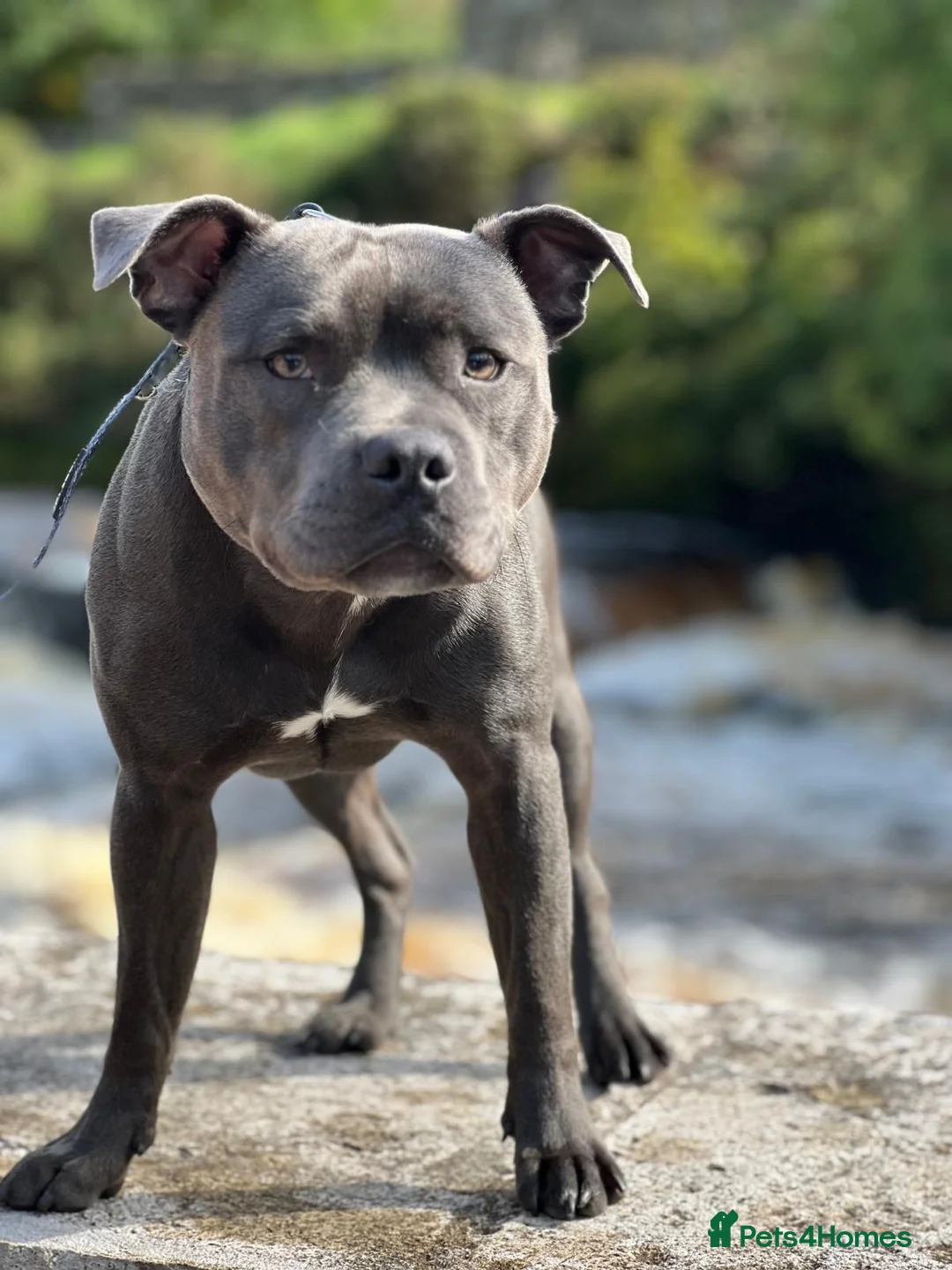 Staffordshire Bull Terrier dogs for stud: Blue Staffy 3 Years Old - Advert 1