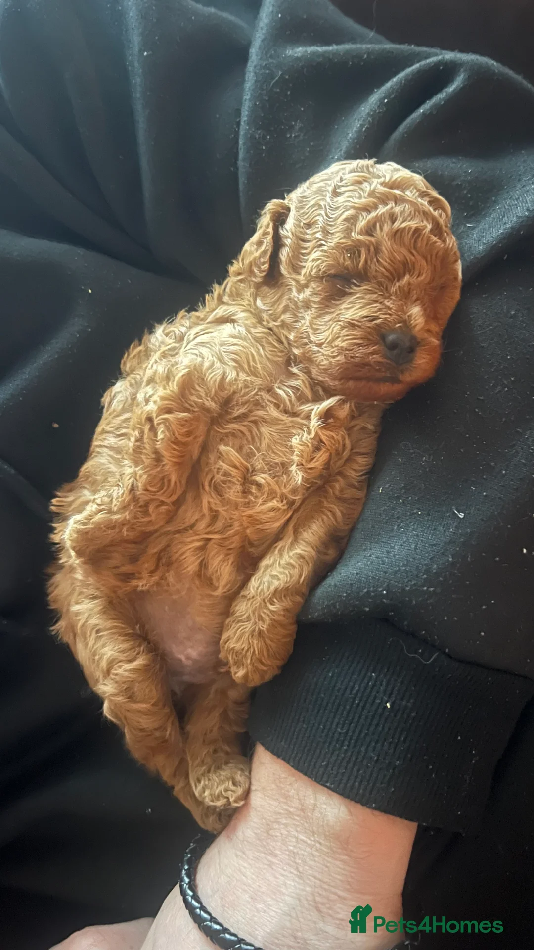 Toy Poodle dogs for sale: 💙Beautiful Toy Poodle Puppy, male, 9 weeks 💙 in Ipswich - Advert 6