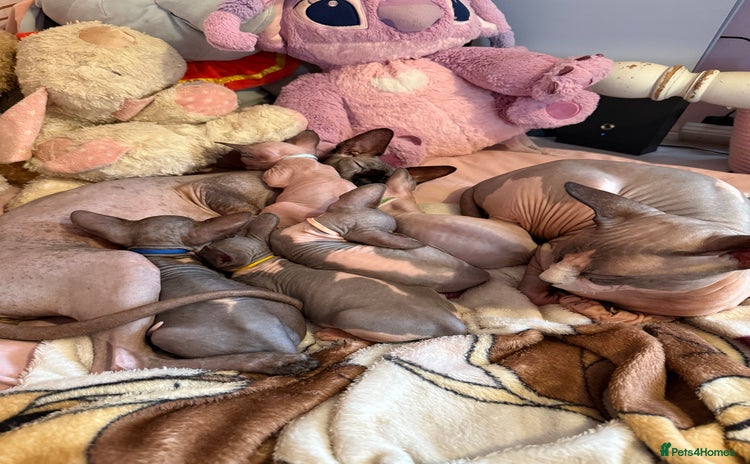 Sphynx cats - Advert 10