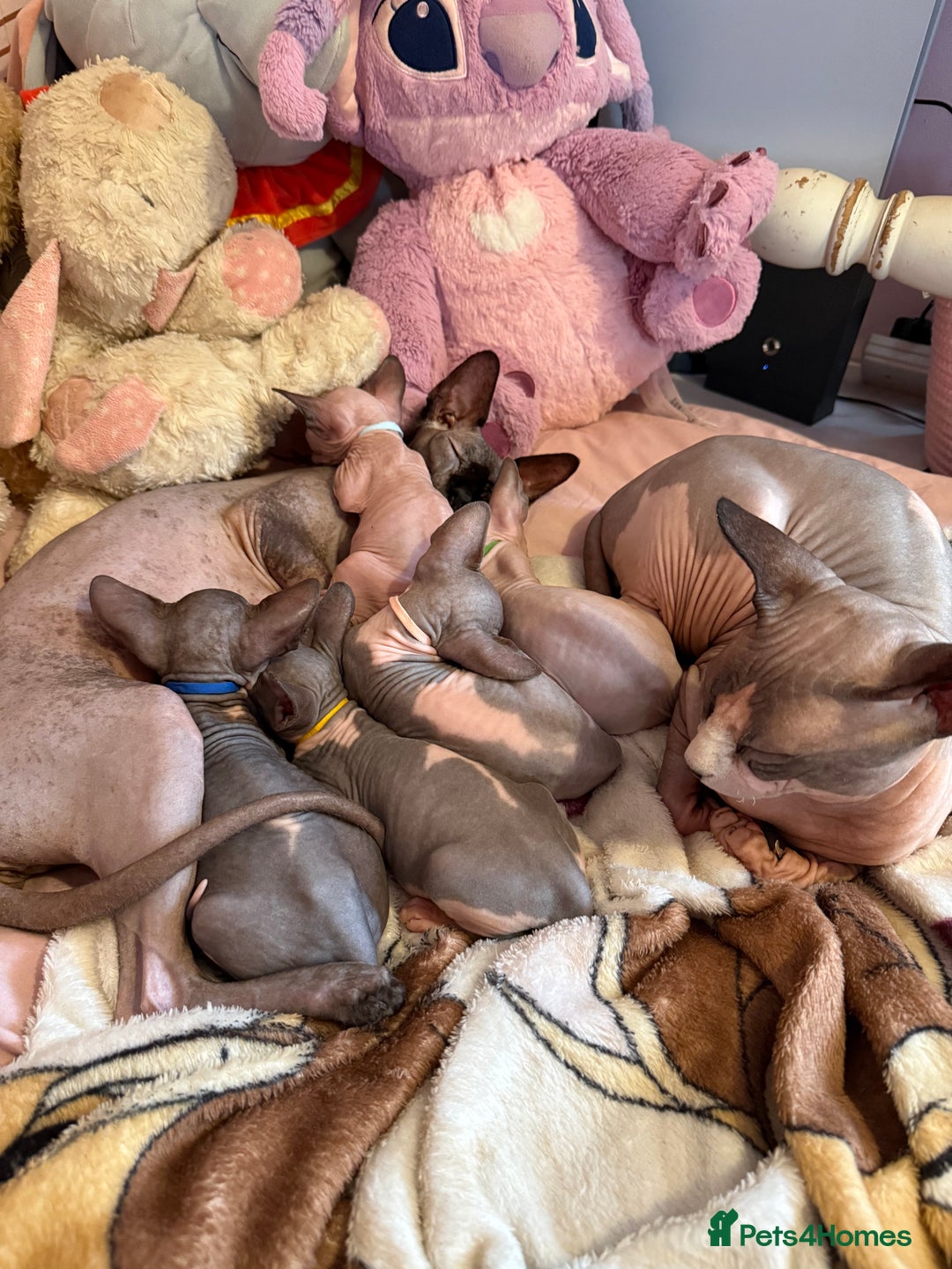 Sphynx cats for sale: Four beautiful Sphynx kittens for sale 🤍 - Image 1