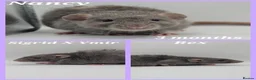 Rat rodents for sale: Baby Dumbo Rats ~ Double Rex, Rex & Smooth - Advert 2