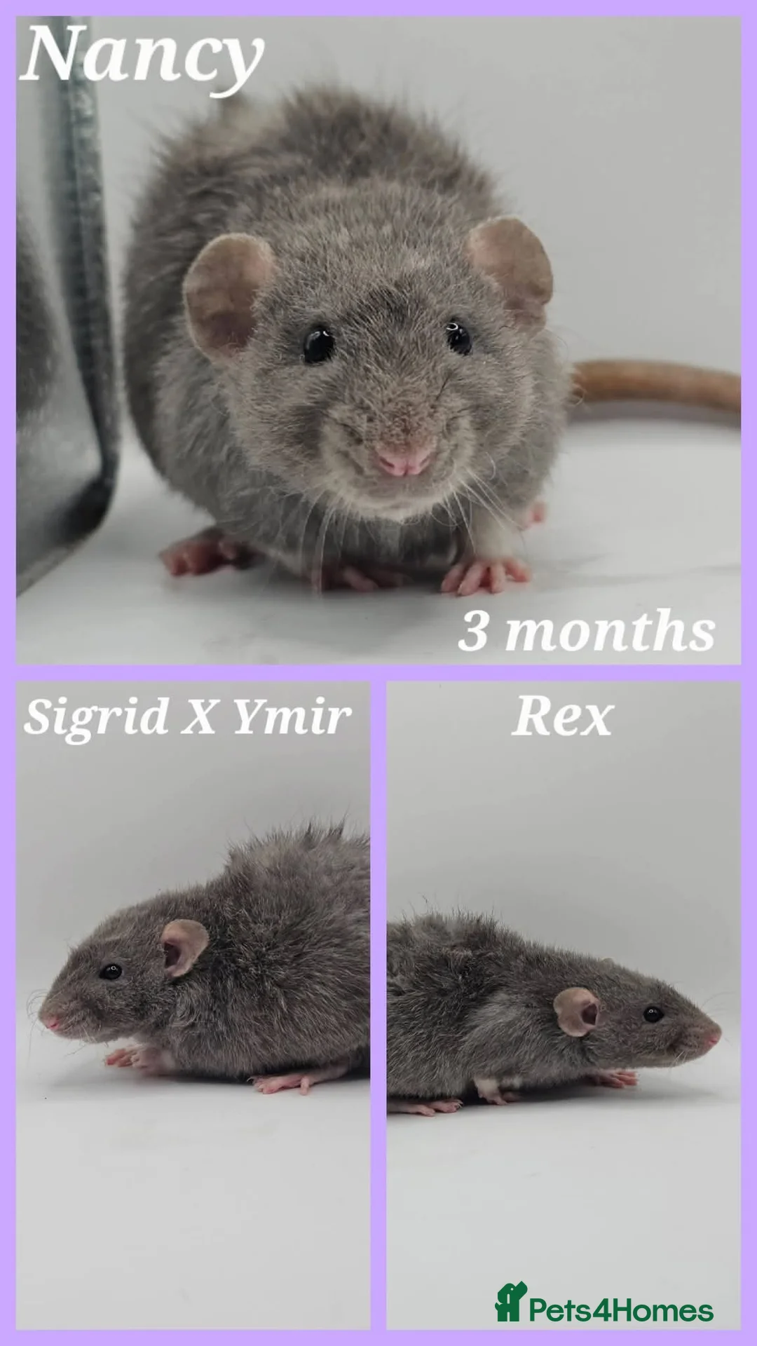 Rat rodents for sale: Baby Dumbo Rats ~ Double Rex, Rex & Smooth - Advert 2