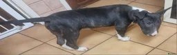 Bull Terrier dogs for sale: Bullterrier pup  - Advert 7