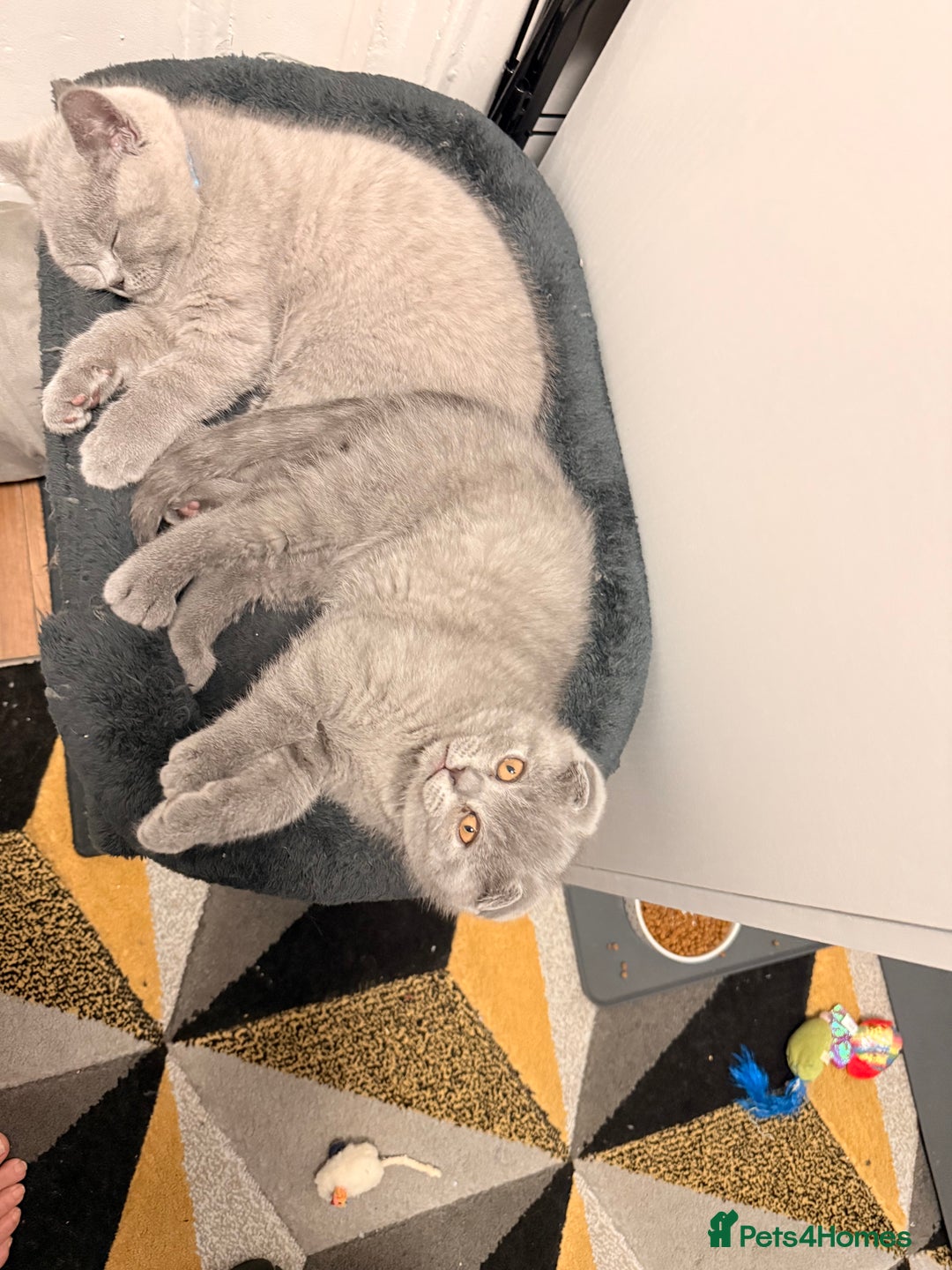 Scottish Fold cats for sale: Scottish Fold&British Shorthair.Vaccinated&Ready - Advert 13